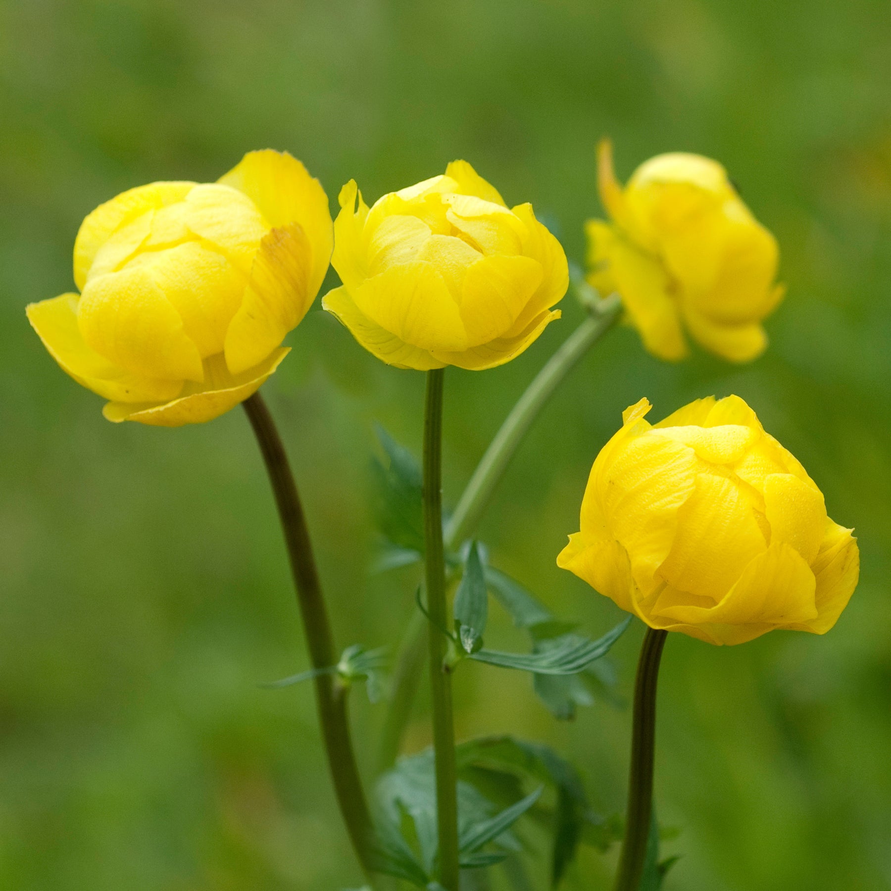 Europäische Trollblume - Willemse