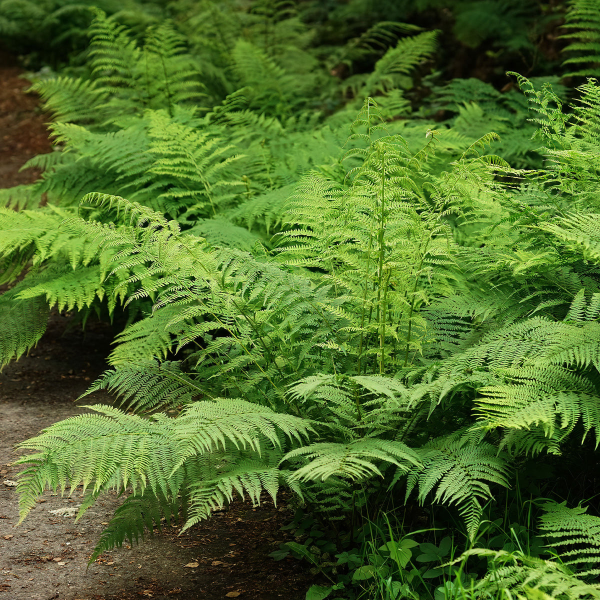 Frauenfarn - Athyrium filix-femina - Willemse