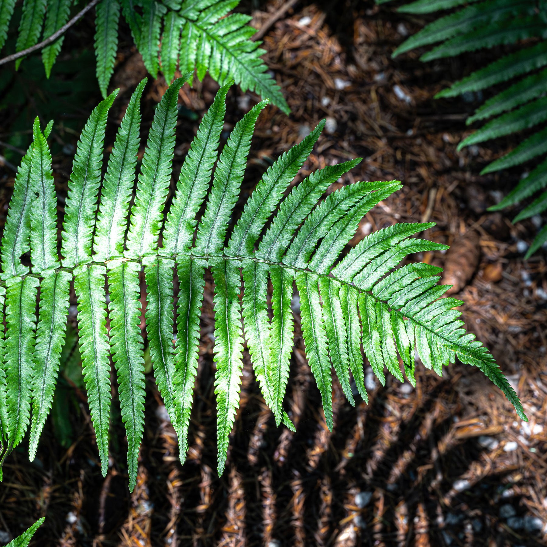 Dryopteris cycadina (atrata) - Rüsselfarn - Farne