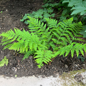 Breitblättriger Dornfarn - Dryopteris dilatata - Willemse