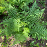 Echter Wurmfarn - Dryopteris filix-mas - Willemse