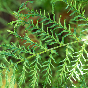 Männlicher Farn Linearis Polydactyla - Dryopteris filix-mas linearis polydactyla - Willemse