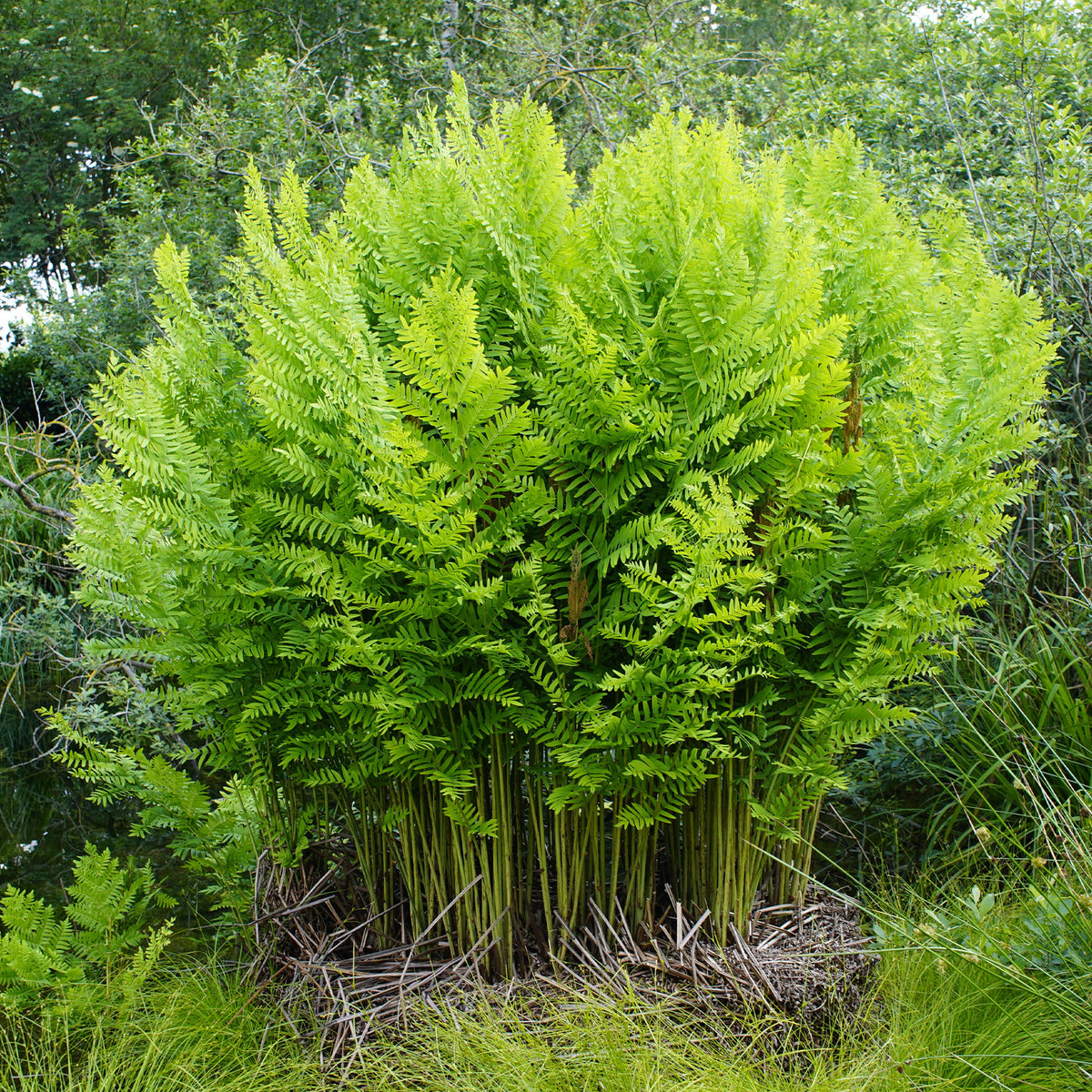 Königlicher Osmonde - Osmunda regalis - Willemse