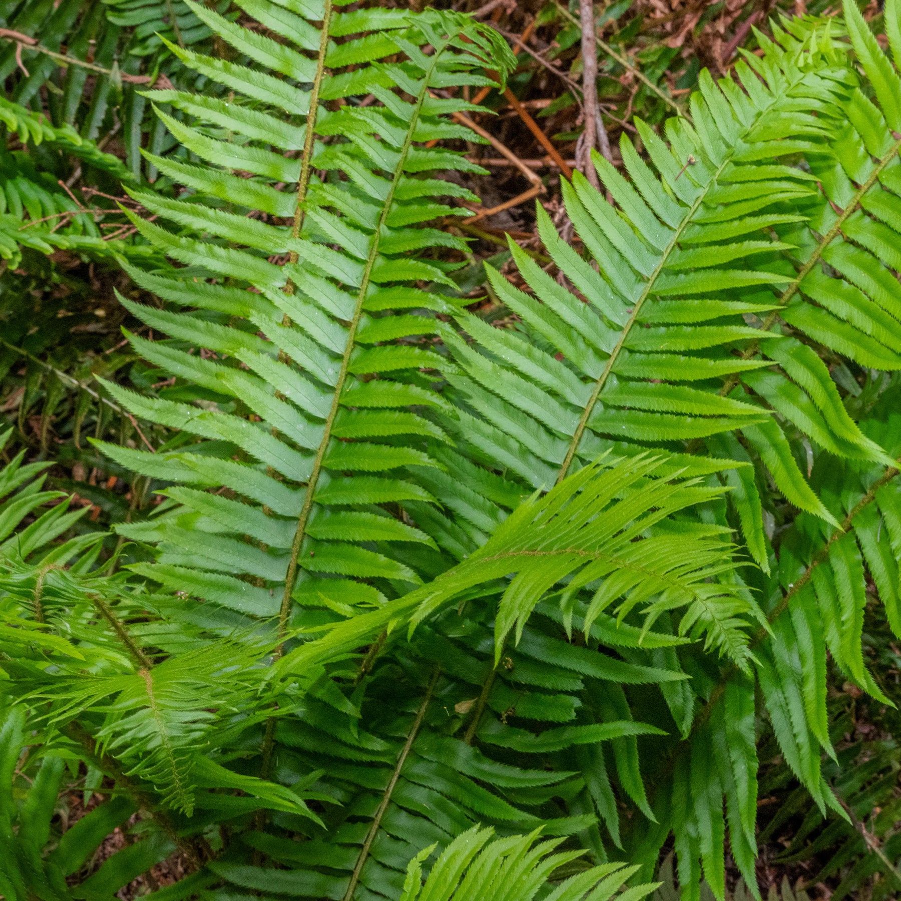 Westlicher Schwertfarn - Polystichum munitum - Willemse