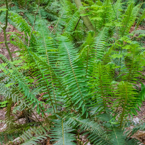 Westlicher Schwertfarn - Willemse