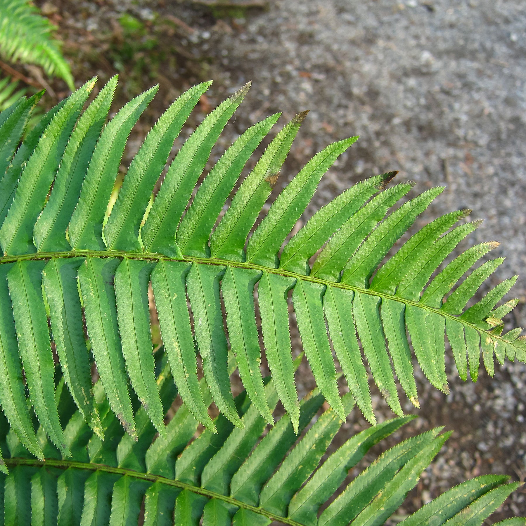 Polystichum munitum - Westlicher Schwertfarn - Stauden