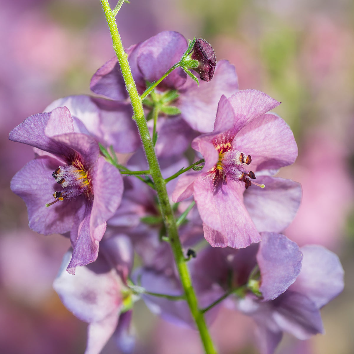Königskerze Pink Domino - Verbascum Pink Domino - Willemse
