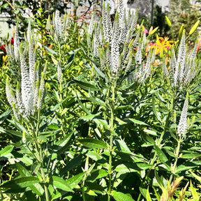 Weiße langblättrige Veronika Schneeriesin - Willemse