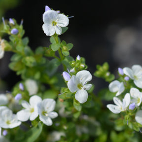 Kriechender Ehrenpreis - Willemse