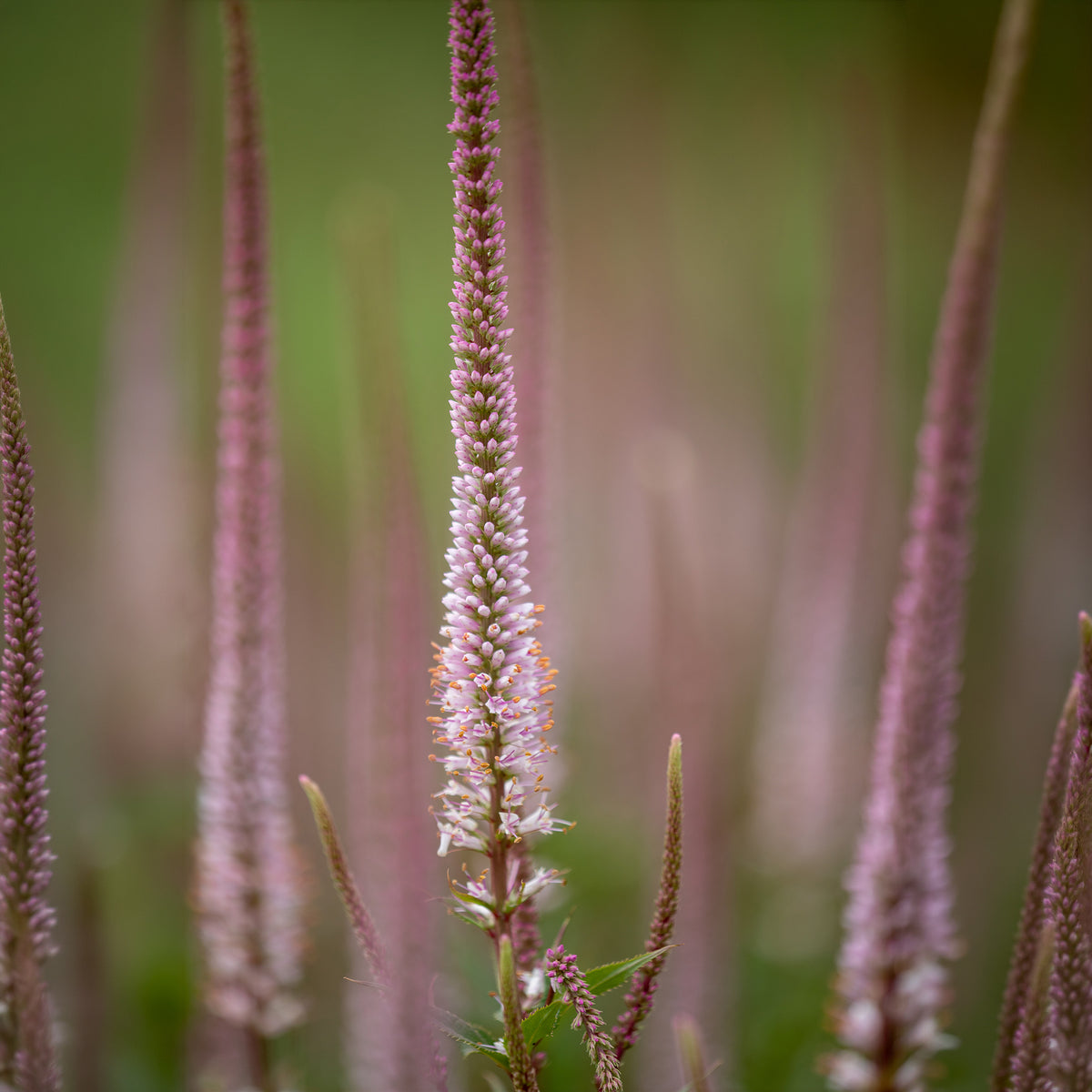 Kandelaber-Ehrenpreis Erika - Veronicastrum virginicum erika - Willemse