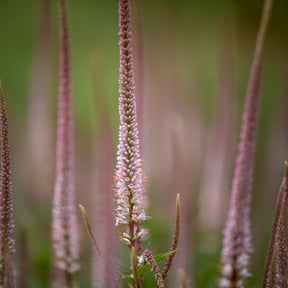 Kandelaber-Ehrenpreis Erika - Veronicastrum virginicum erika - Willemse