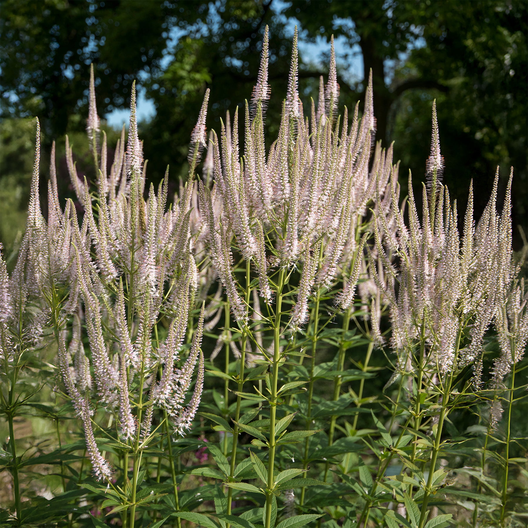 Virginischer Ehrenpreis ‘Roseum’ - Veronicastrum virginicum roseum - Willemse