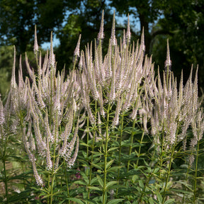 Virginischer Ehrenpreis ‘Roseum’ - Veronicastrum virginicum roseum - Willemse