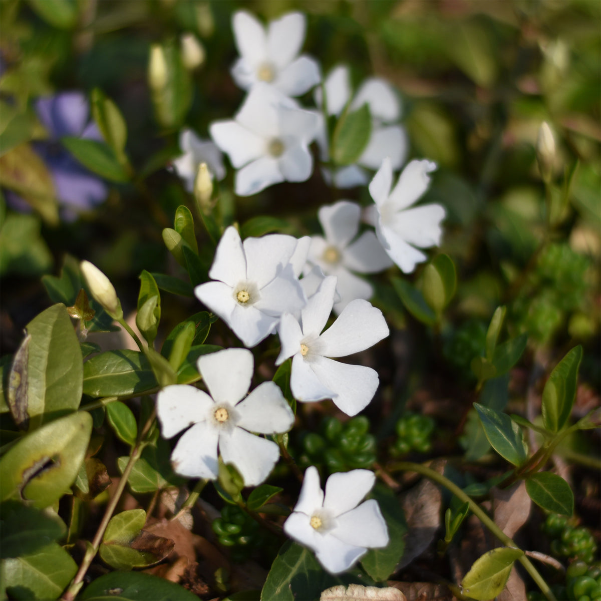 Kleines Immergrün 'Alba' - Vinca minor alba - Willemse