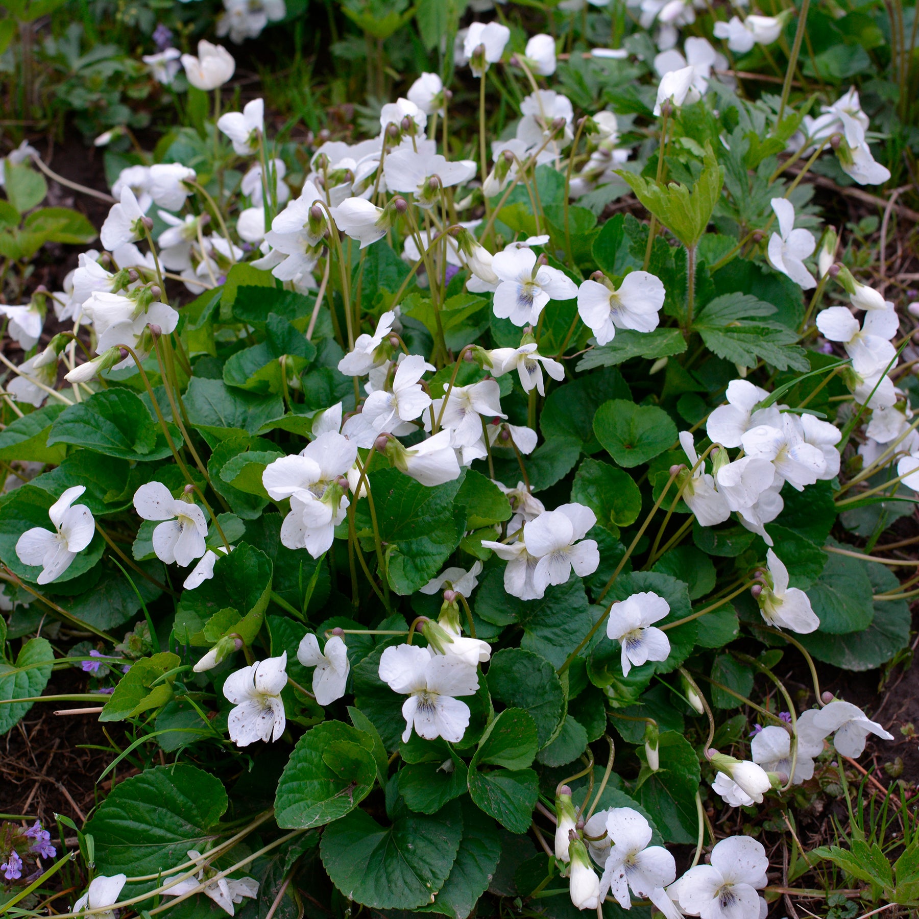 Weißblühendes Duft-Veilchen - Viola odorata alba - Willemse