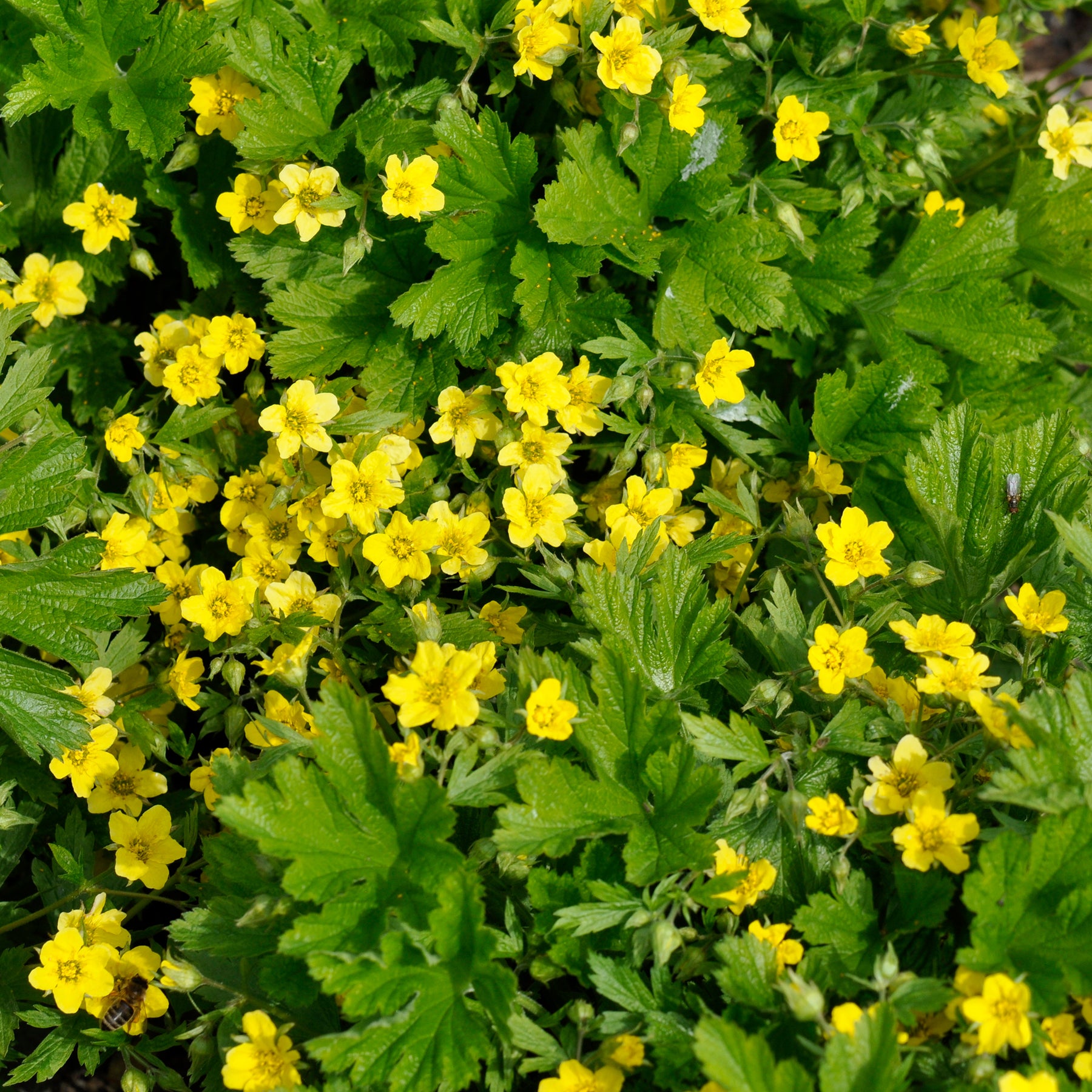 Gelapptblättrige Waldsteinie - Waldsteinia geoides - Willemse