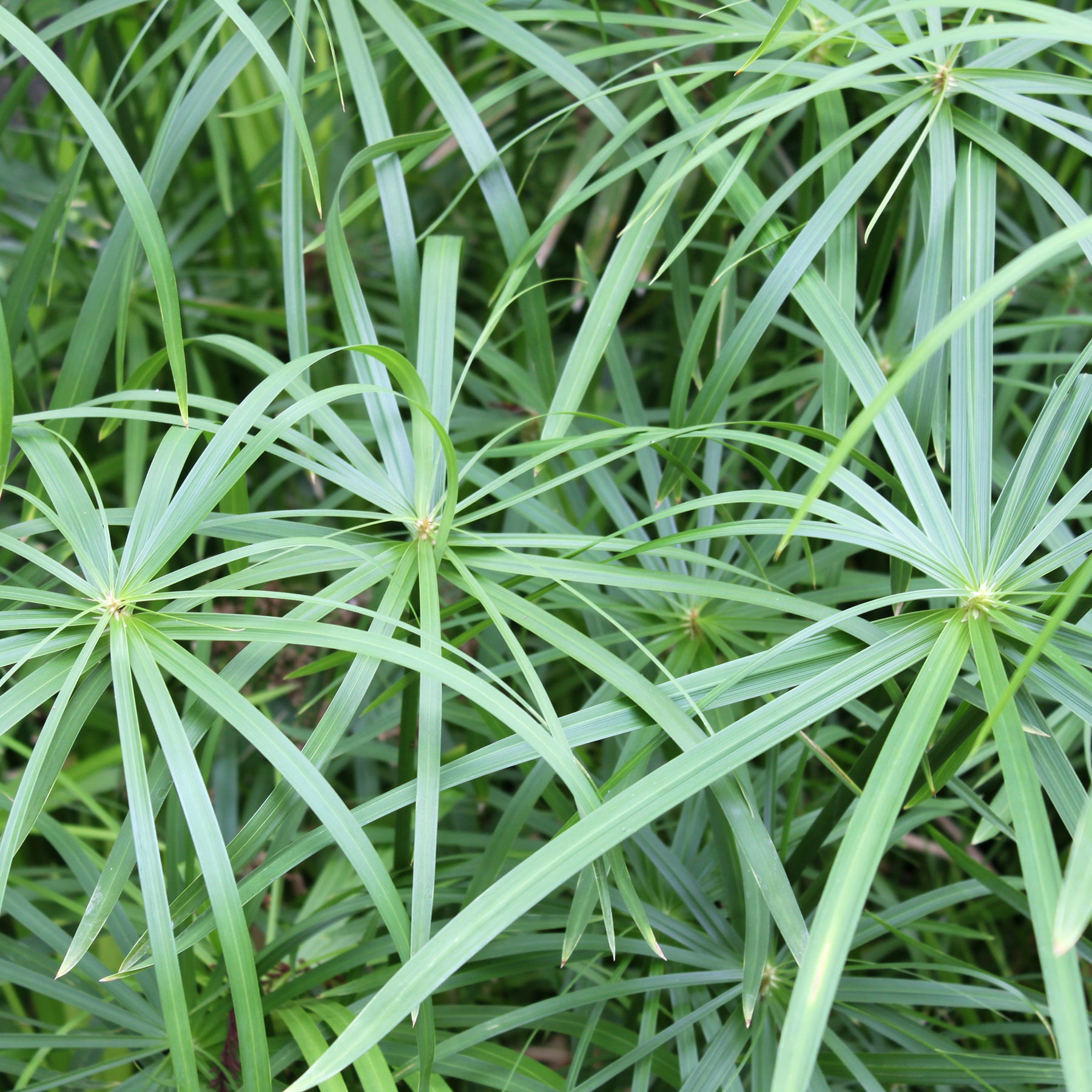 Wohlriechende Erdmandel - Cyperus longus - Willemse