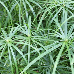 Wohlriechende Erdmandel - Cyperus longus - Willemse