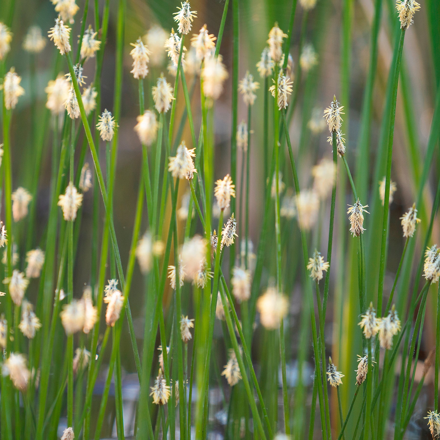 Gewöhnliche Sumpfbinse - Willemse