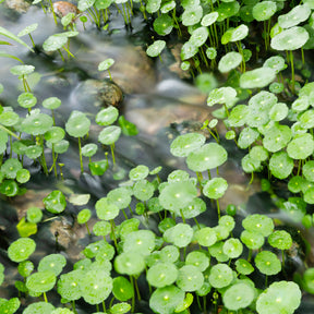 Wassernabel