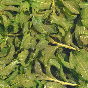 Glänzendes Laichkraut - Willemse