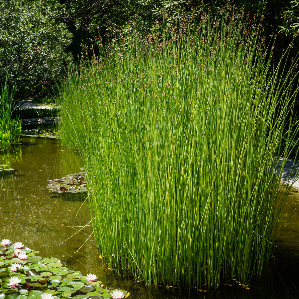 Binse der Weinkellerei Binse der Küferei - Schoenoplectus lacustris - Willemse