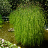 Teichbinse - Schoenoplectus lacustris - Willemse