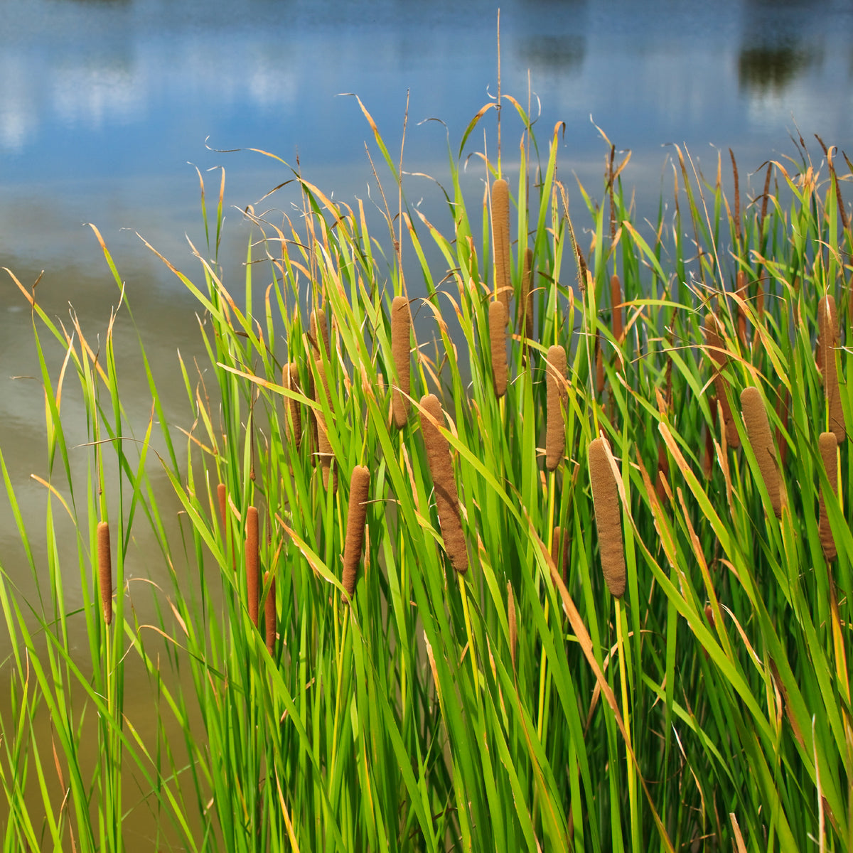 Breitblättriger Rohrkolben - Typha latifolia - Willemse