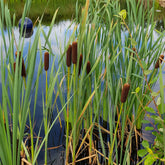 Schilfe - Laxmanns Rohrkolben - Typha laxmannii