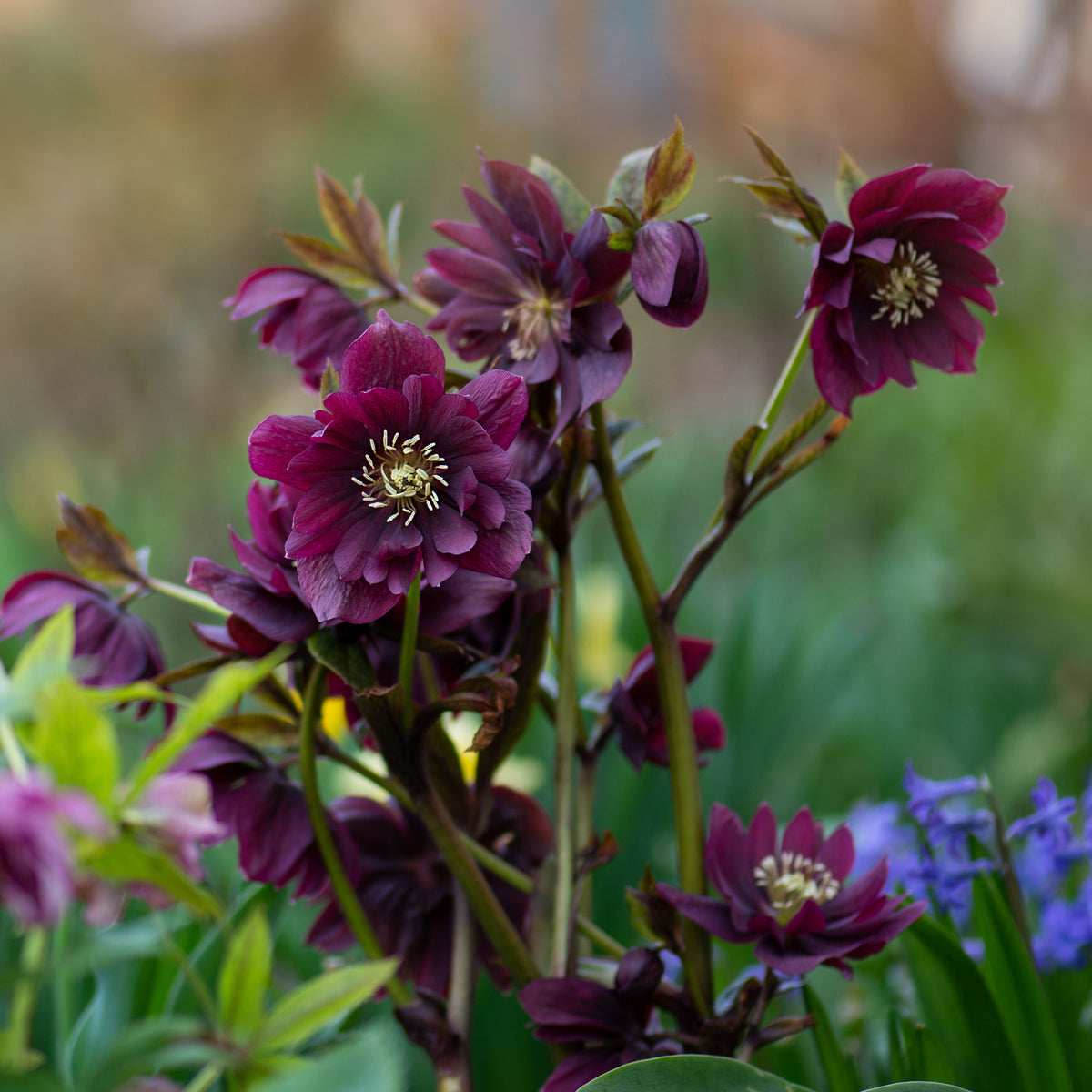 Christrose - Helleborus - gefüllte violette Helleborus Ellen (x2) - Helleborus orientalis Double Ellen Purple