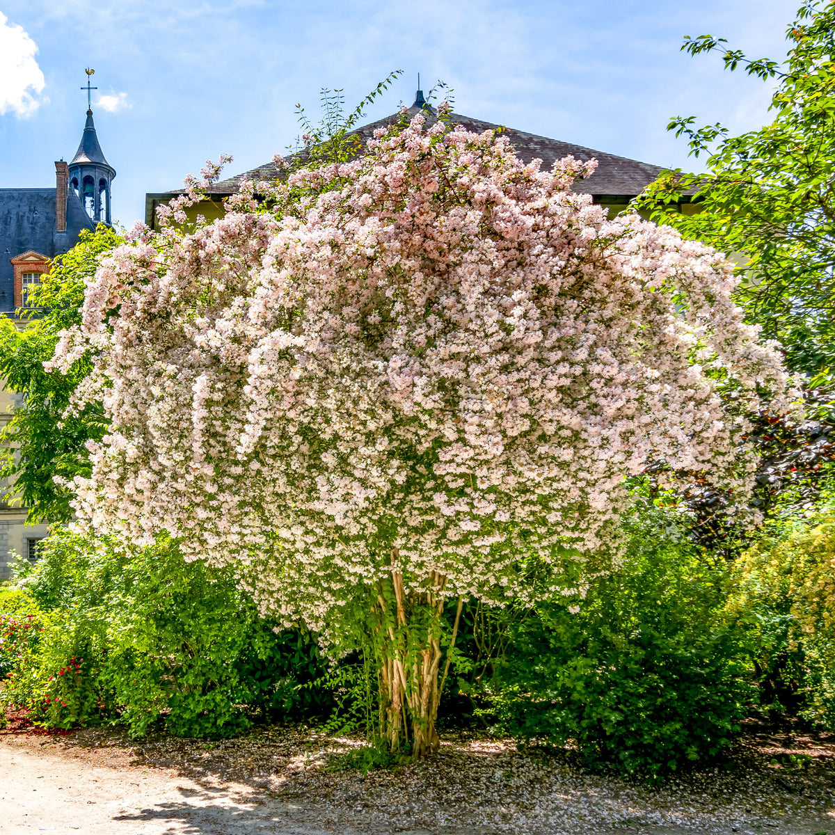 Perlmuttstrauch - Willemse