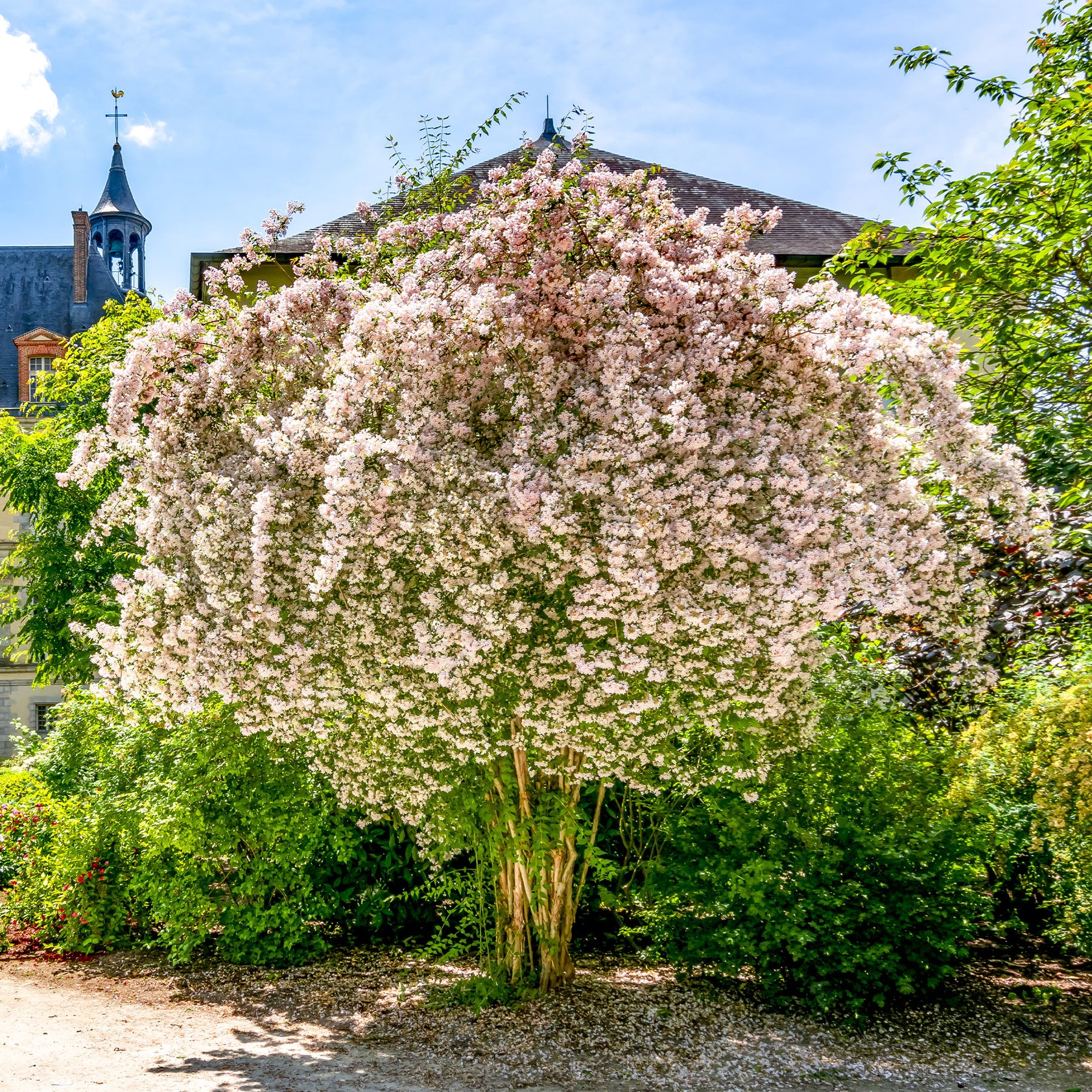 Perlmuttstrauch - Willemse