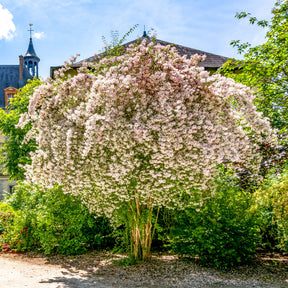 Perlmuttstrauch - Willemse