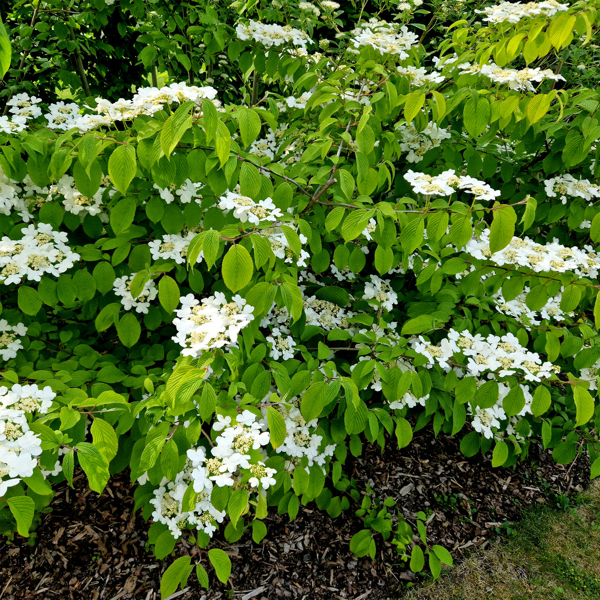 Viburnum - Japanischer Schneeball - Viburnum plicatum 'watanabe'