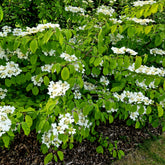 Viburnum - Japanischer Schneeball - Viburnum plicatum 'watanabe'
