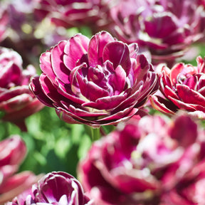Tulpe Dream Touch (x7) - Willemse