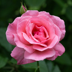 Rosa Queen Elisabeth - Rose Queen Elisabeth - Rosen
