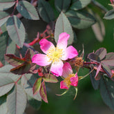 Rotblatt-Rose Glauca - Rosa glauca - Willemse