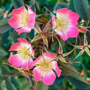 Verkauf Rotblatt-Rose Glauca - Rosa glauca