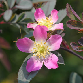 Rosen - Rotblatt-Rose Glauca - Rosa glauca