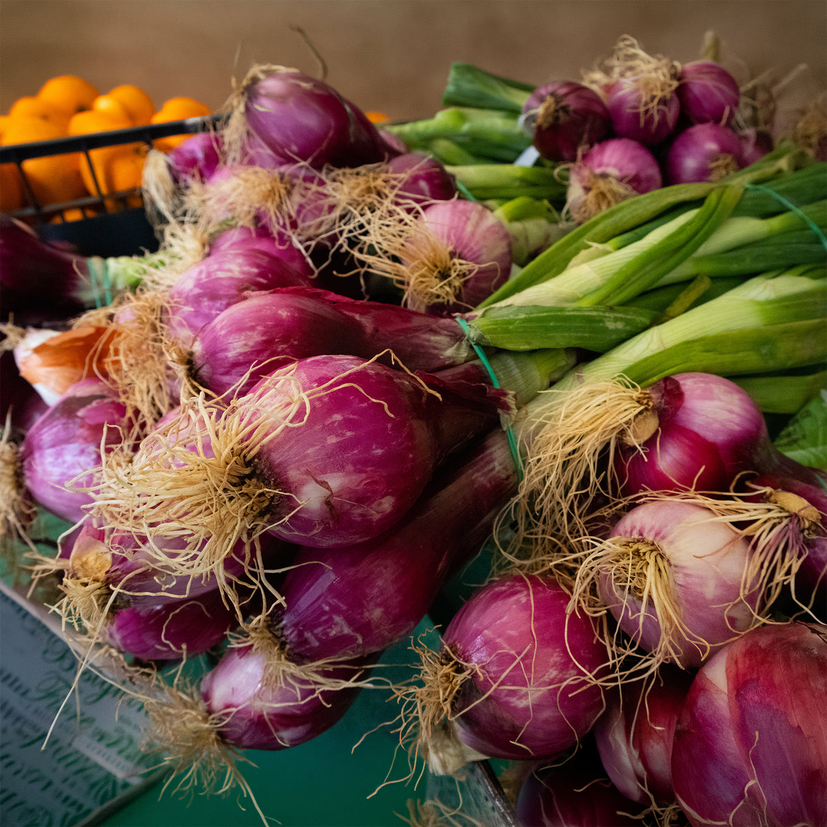 Rote Zwiebel ‘Apache’ - Willemse