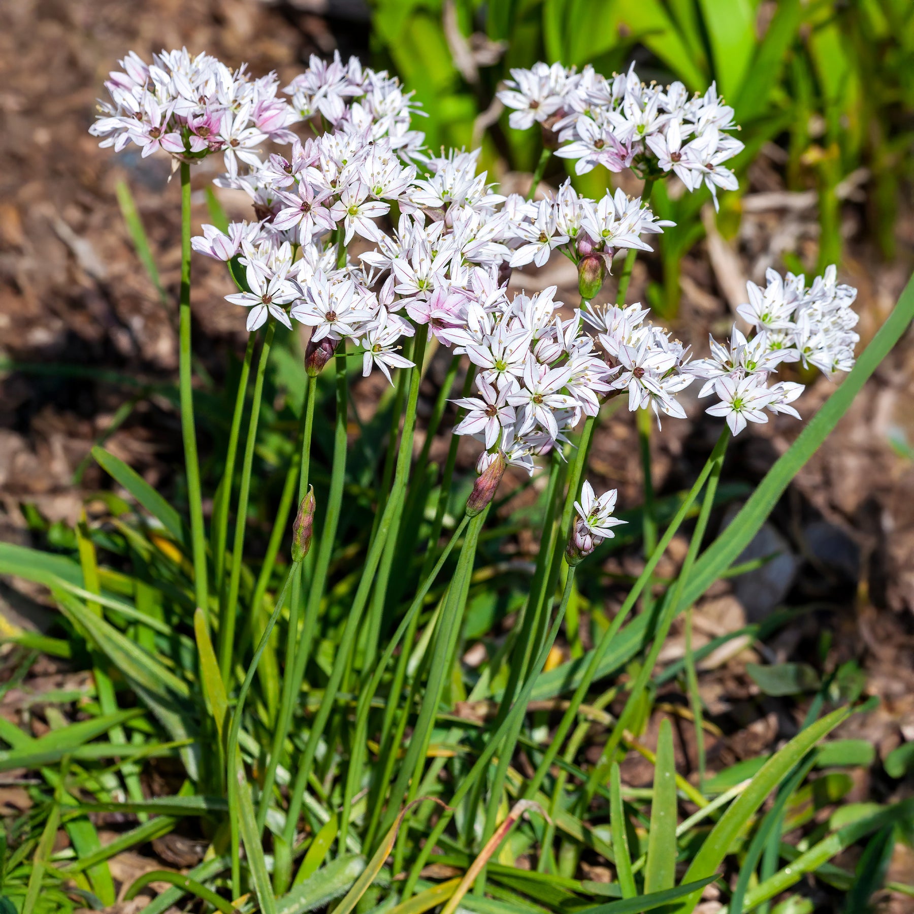 Allium-Zwiebeln - Zierlauch ‘Chameleon’ (x25) - Allium cameleon