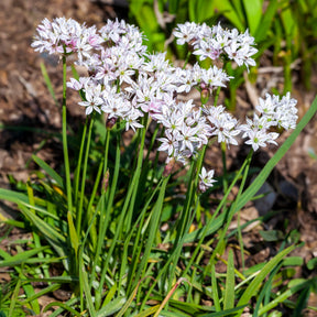 Allium-Zwiebeln - Zierlauch ‘Chameleon’ (x25) - Allium cameleon