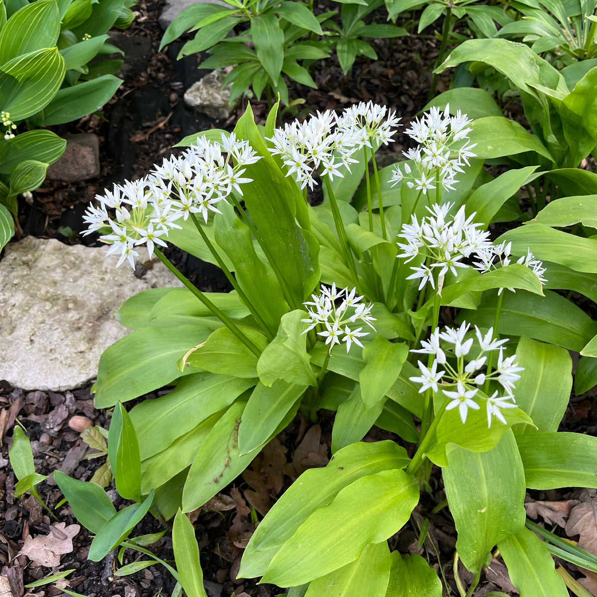 Allium ursinum - Saatgut Bärlauch - Knoblauchzwiebeln