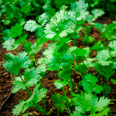 Kräutersamen - Koriander - Coriandrum sativum