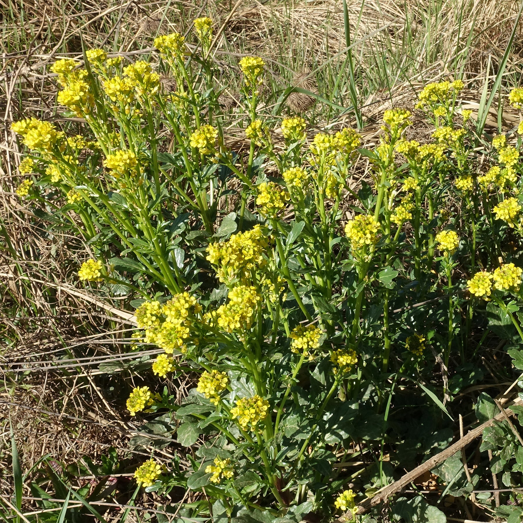 Winterkresse - Willemse