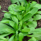 Feldsalat Bio - Willemse