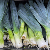 Lauch ‘Monstrueux de Carentan 2’ Bio - Allium porrum Monstrueux de Carentan 2 - Willemse