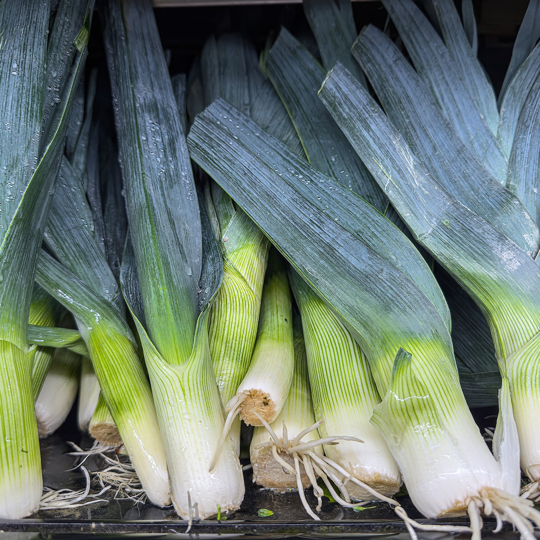 Lauch ‘Monstrueux de Carentan 2’ Bio - Allium porrum Monstrueux de Carentan 2 - Willemse