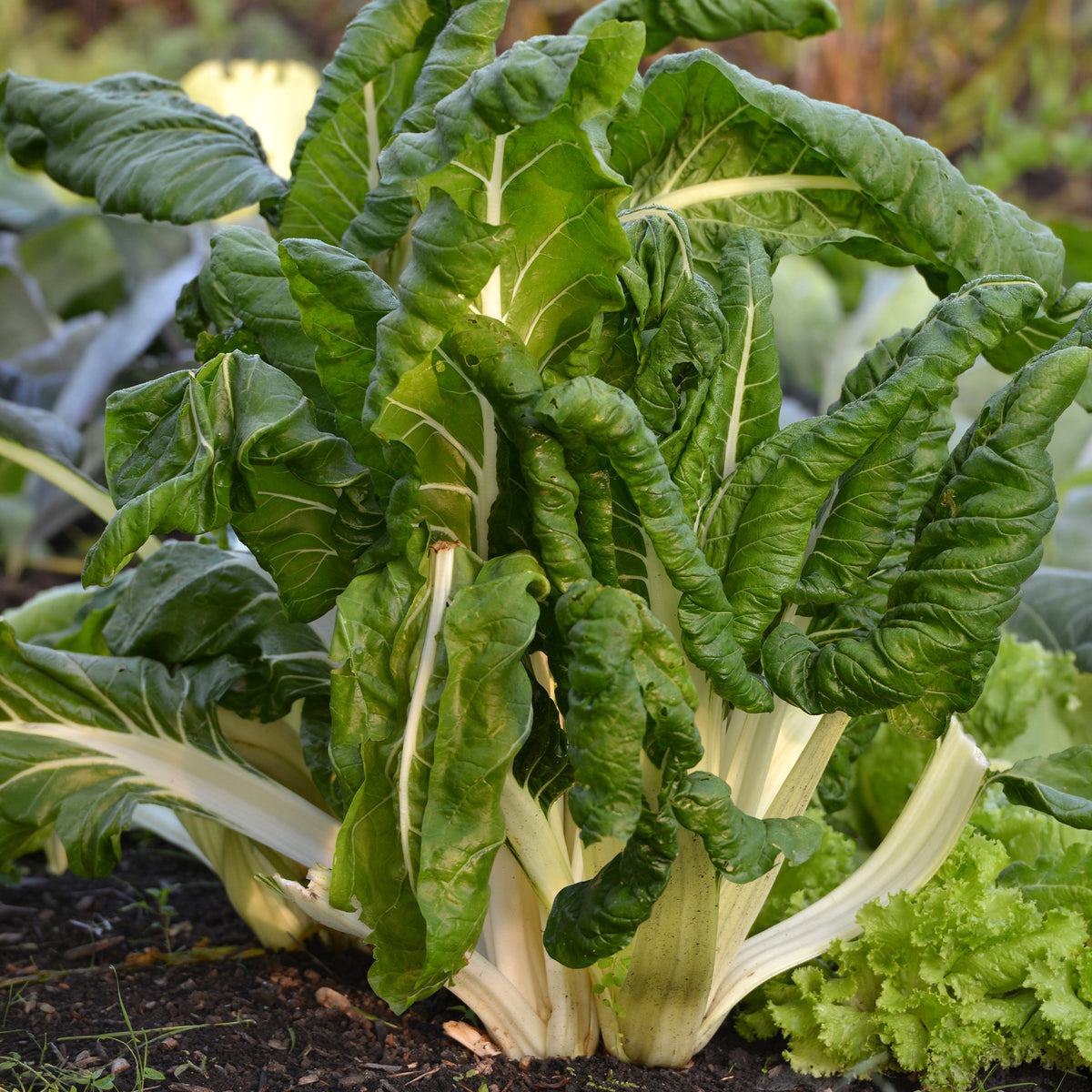 Mangold grün mit weißen Rippen Bio - Willemse